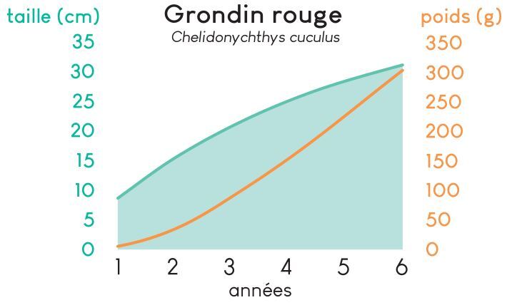 CdC Grondin rouge.JPG