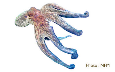 Poulpe Octopus vulgaris