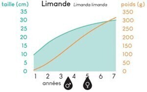 Croissance limande