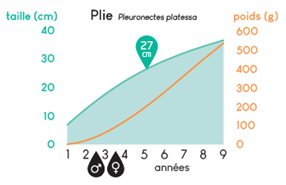 Croissance plie