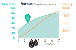 Courbe de croissance barbue